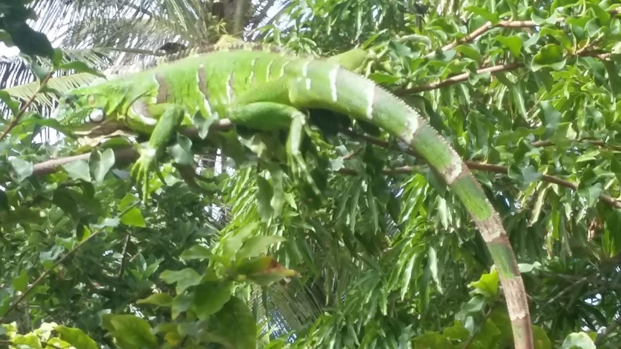 Pousada Ipitanga IV Lauro de Freitas Bagian luar foto